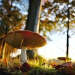 Elevate Your Wellness Routine with Mushroom Supplements
