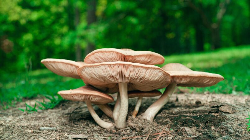Mushroom supplements for stress relief